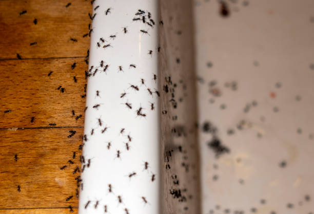 Best Wildlife Control Services  in Arkwright, SC