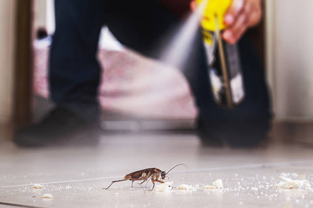 Best Local Pest Control Services  in Arkwright, SC